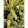 Купити Ялиця іспанська Aurea 180 грн.