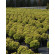 Купити Ялина канадська Dendrofarma Gold 420 грн.