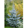 Купити Ялина колюча Edith, Picea pungens Edith 1250 грн.